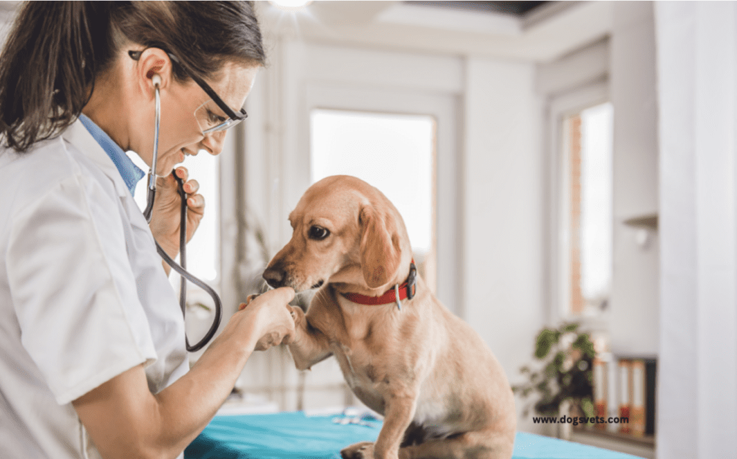 What to Do When Your Dog is Diagnosed with Kidney Disease
