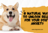 6 Natural Ways to Unlock Relief for Your Dog’s Anxiety 6 Natural Ways to Unlock Relief for Your Dog's Anxiety