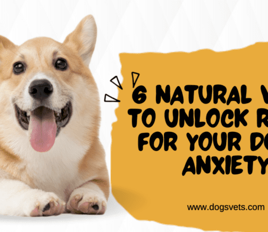 6 Natural Ways to Unlock Relief for Your Dog’s Anxiety 6 Natural Ways to Unlock Relief for Your Dog's Anxiety