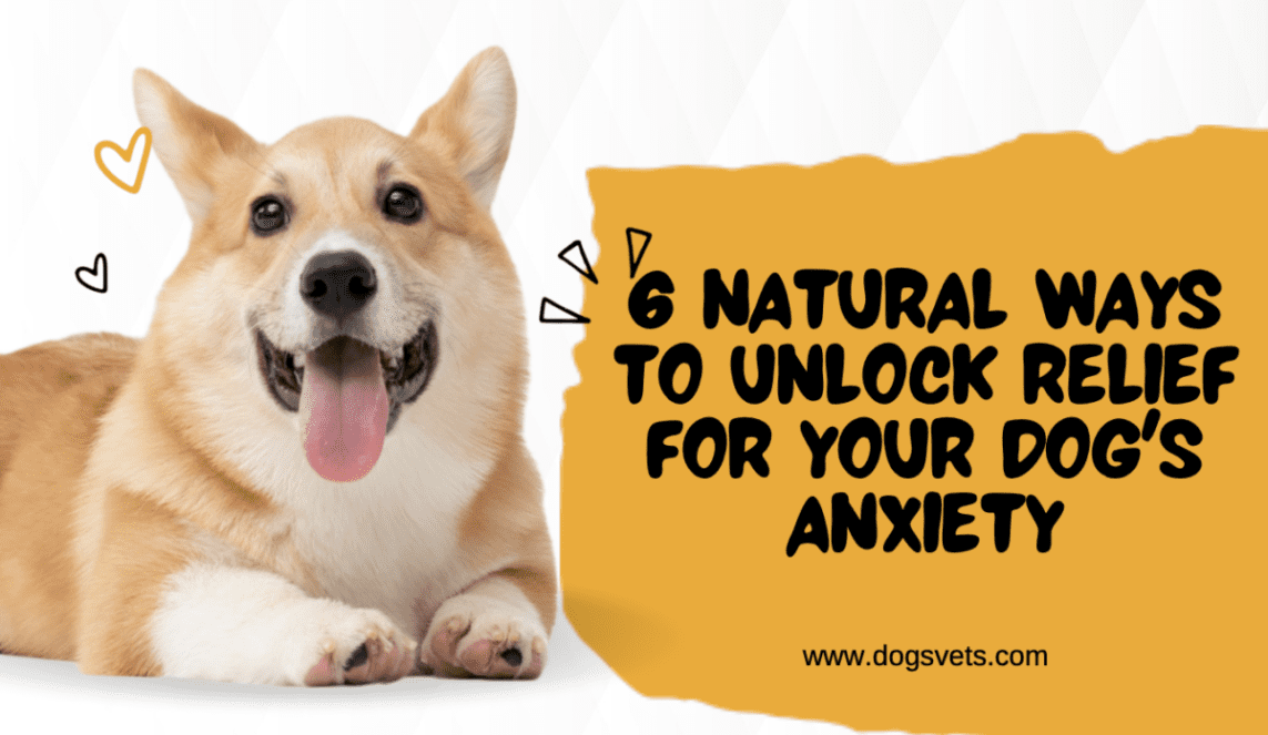 6 Natural Ways to Unlock Relief for Your Dog's Anxiety