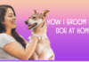 How I Groom My Dog At Home? How I Groom My Dog At Home?