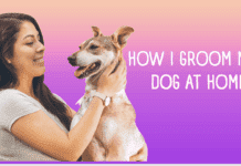 How I Groom My Dog At Home? How I Groom My Dog At Home?