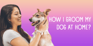 How I Groom My Dog At Home? How I Groom My Dog At Home?
