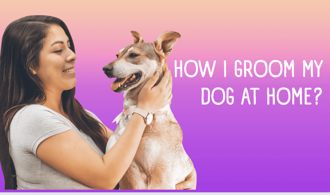 How I Groom My Dog At Home?