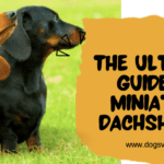 The Ultimate Guide to Miniature Dachshunds: Everything You Need to Know