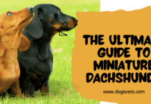 The Ultimate Guide to Miniature Dachshunds: Everything You Need to Know The Ultimate Guide to Miniature Dachshunds: Everything You Need to Know