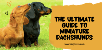 The Ultimate Guide to Miniature Dachshunds: Everything You Need to Know The Ultimate Guide to Miniature Dachshunds: Everything You Need to Know