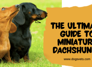 The Ultimate Guide to Miniature Dachshunds: Everything You Need to Know The Ultimate Guide to Miniature Dachshunds: Everything You Need to Know