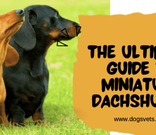 The Ultimate Guide to Miniature Dachshunds: Everything You Need to Know The Ultimate Guide to Miniature Dachshunds: Everything You Need to Know