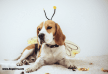 What happens when a bee stings a dog? What happens when a bee stings a dog?