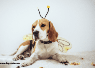 What happens when a bee stings a dog?