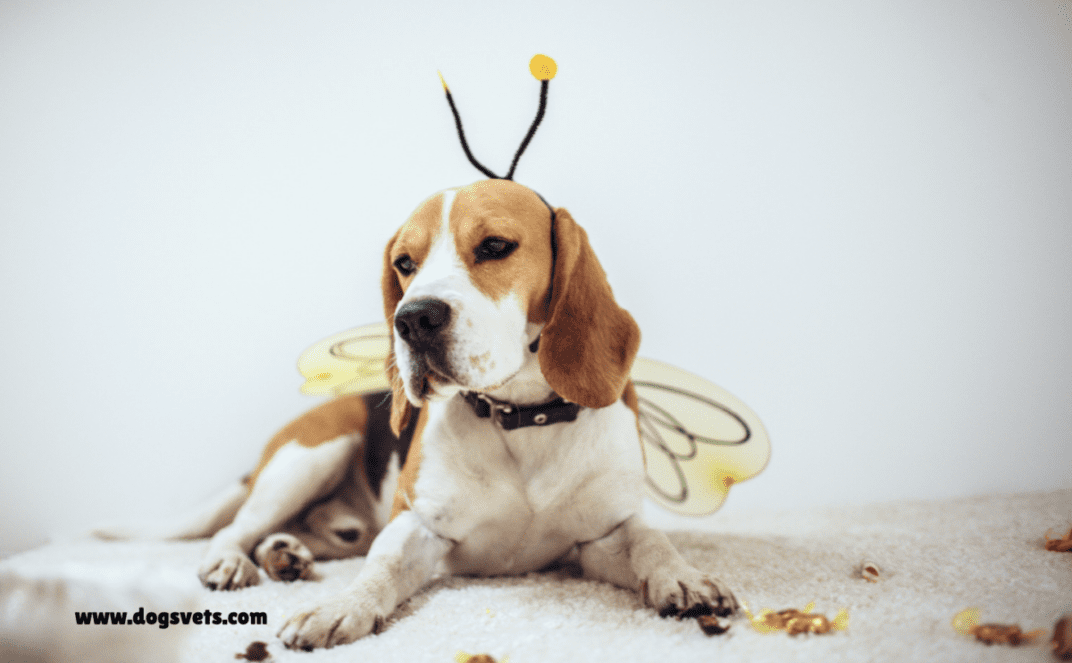 What happens when a bee stings a dog?