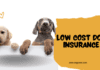 Low Cost Dog Insurance: Protect Your Pup Without Breaking the Bank Low Cost Dog Insurance: Protect Your Pup Without Breaking the Bank