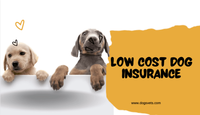 Low Cost Dog Insurance: Protect Your Pup Without Breaking the Bank
