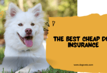 The Best Cheap Dog Insurance: Affordable Coverage for Your Furry Friend The Best Cheap Dog Insurance: Affordable Coverage for Your Furry Friend