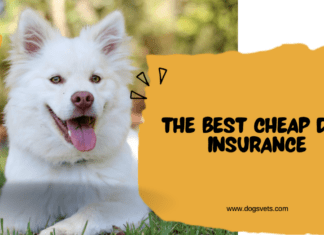 The Best Cheap Dog Insurance: Affordable Coverage for Your Furry Friend The Best Cheap Dog Insurance: Affordable Coverage for Your Furry Friend