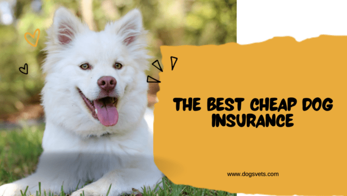 ביטוח הכלבים הזול הטוב ביותר: כיסוי סביר עבור החבר הפרוותי שלך