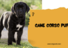 Cane Corso Puppies: The Ultimate Guide for Future Owners Cane Corso Puppies: The Ultimate Guide for Future Owners