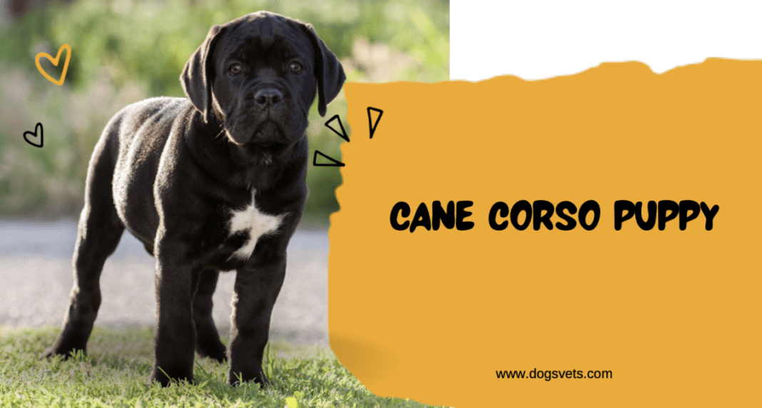Cane Corso Puppies The Ultimate Guide for Future Owners