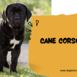 Cane Corso Puppies: The Ultimate Guide for Future Owners Cane Corso Puppies: The Ultimate Guide for Future Owners