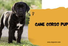 Cane Corso Puppies: The Ultimate Guide for Future Owners Cane Corso Puppies: The Ultimate Guide for Future Owners
