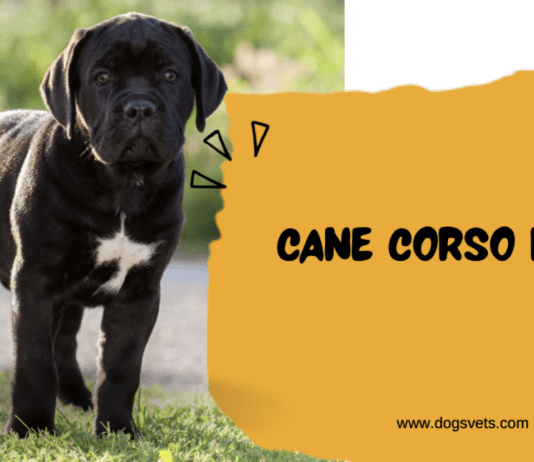 Cane Corso Puppies: The Ultimate Guide for Future Owners Cane Corso Puppies: The Ultimate Guide for Future Owners
