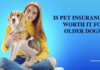 Is Pet Insurance Worth it for Older Dogs? A Comparative Analysis Is Pet Insurance Worth it for Older Dogs? A Comparative Analysis