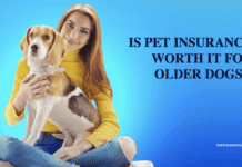 Is Pet Insurance Worth it for Older Dogs? A Comparative Analysis Is Pet Insurance Worth it for Older Dogs? A Comparative Analysis