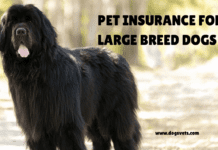 Pet Insurance for Large Breed Dogs: A Complete Guide Pet Insurance for Large Breed Dogs: A Complete Guide