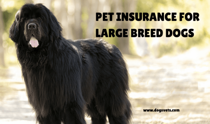 Pet Insurance for Large Breed Dogs: A Complete Guide