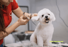 Mobile Dog Grooming Near Me: Your Ultimate Guide Mobile Dog Grooming Near Me: Your Ultimate Guide