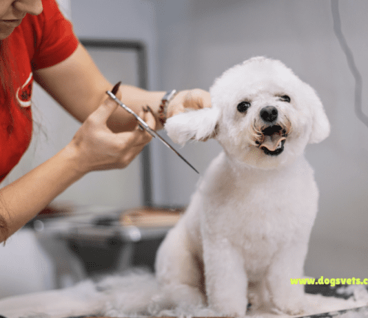 Mobile Dog Grooming Near Me: Your Ultimate Guide Mobile Dog Grooming Near Me: Your Ultimate Guide