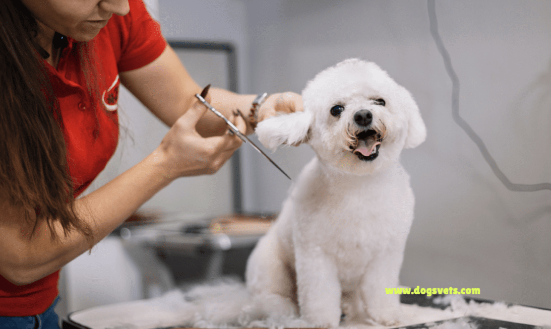 Mobile Dog Grooming Near Me: Your Ultimate Guide