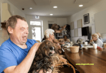 The Power of Pet Therapy: How Dogs Can Improve Mental Health The Power of Pet Therapy: How Dogs Can Improve Mental Health