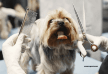 25 Essential Dog Grooming Tips: Keeping Your Pet’s Coat Healthy 25 Essential Dog Grooming Tips: Keeping Your Pet's Coat Healthy