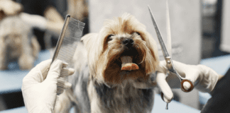 25 Essential Dog Grooming Tips: Keeping Your Pet’s Coat Healthy 25 Essential Dog Grooming Tips: Keeping Your Pet's Coat Healthy
