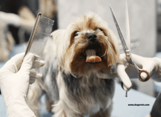 25 Essential Dog Grooming Tips: Keeping Your Pet's Coat Healthy
