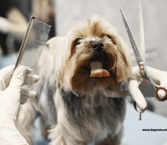 25 Essential Dog Grooming Tips: Keeping Your Pet’s Coat Healthy 25 Essential Dog Grooming Tips: Keeping Your Pet's Coat Healthy