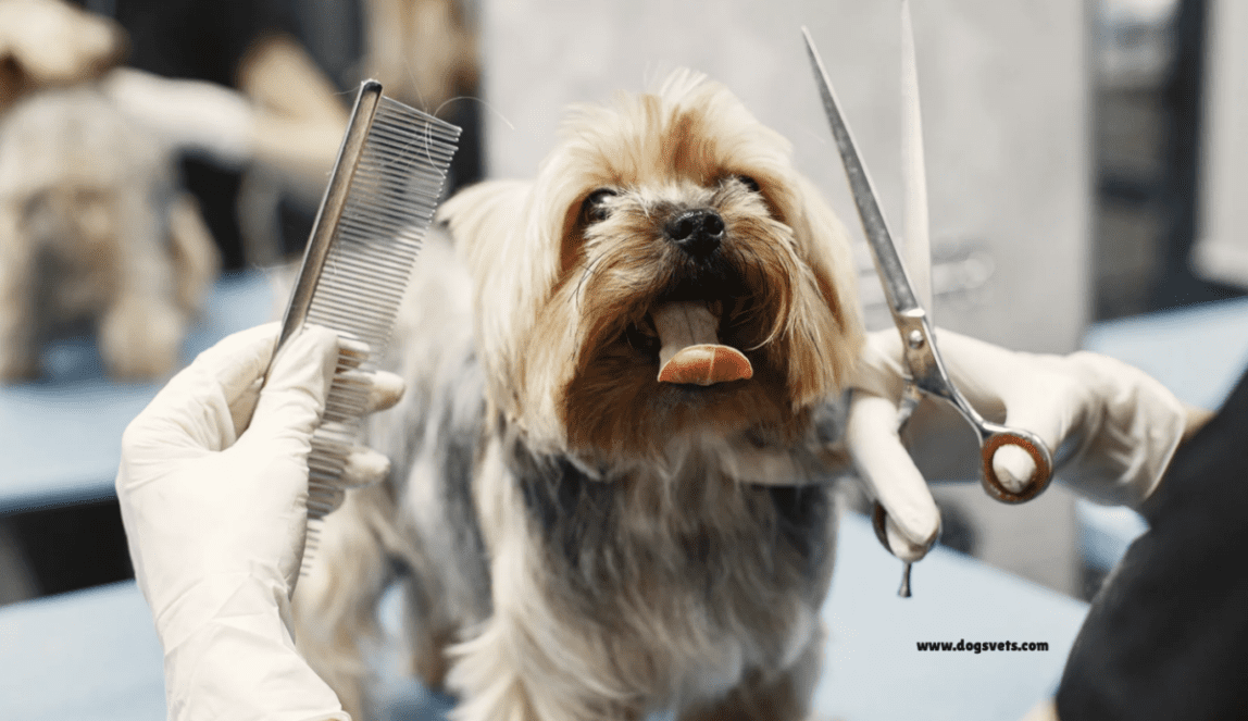 25 Essential Dog Grooming Tips: Keeping Your Pet's Coat Healthy