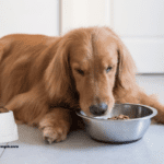 Natural Dog Nutrition: The Benefits of Grain-Free and Raw Diets