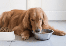 Natural Dog Nutrition: The Benefits of Grain-Free and Raw Diets Natural Dog Nutrition: The Benefits of Grain-Free and Raw Diets