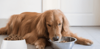 Natural Dog Nutrition: The Benefits of Grain-Free and Raw Diets Natural Dog Nutrition: The Benefits of Grain-Free and Raw Diets