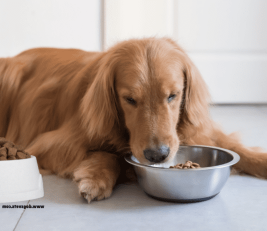 Natural Dog Nutrition: The Benefits of Grain-Free and Raw Diets Natural Dog Nutrition: The Benefits of Grain-Free and Raw Diets