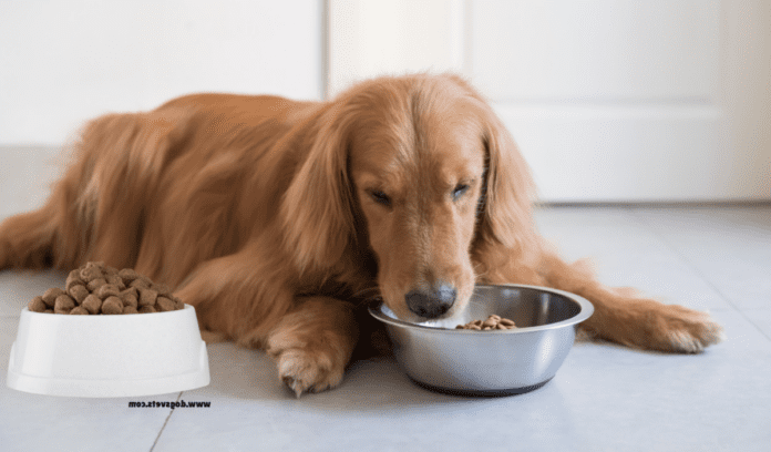 Natural Dog Nutrition: The Benefits of Grain-Free and Raw Diets