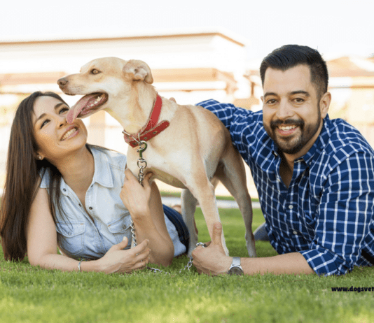 Best Dog-Friendly Destinations: Exploring the Great Outdoors Best Dog-Friendly Destinations: Exploring the Great Outdoors