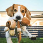 Understanding Dog Behavior: Canine Body Language