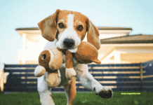 Understanding Dog Behavior: Canine Body Language Understanding Dog Behavior: Canine Body Language