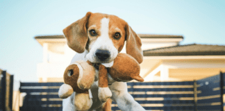 Understanding Dog Behavior: Canine Body Language Understanding Dog Behavior: Canine Body Language