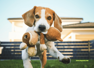 Understanding Dog Behavior: Canine Body Language Understanding Dog Behavior: Canine Body Language