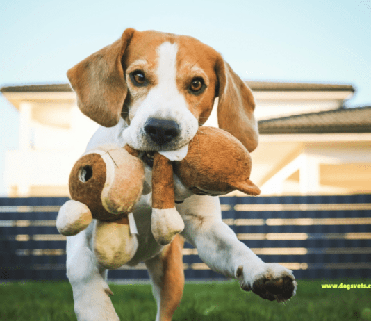 Understanding Dog Behavior: Canine Body Language Understanding Dog Behavior: Canine Body Language